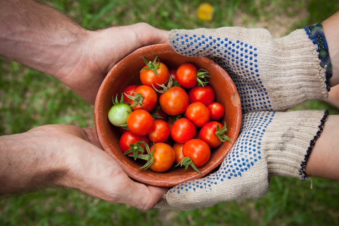 Hands holding a bowl of ripe tomatoes.
